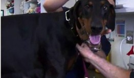 最新台湾狗崽爆料新闻,最新民生热点事件揭秘